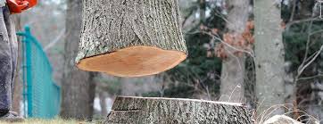 How Our Tree Care Process Works  in  El Sobrante, CA
