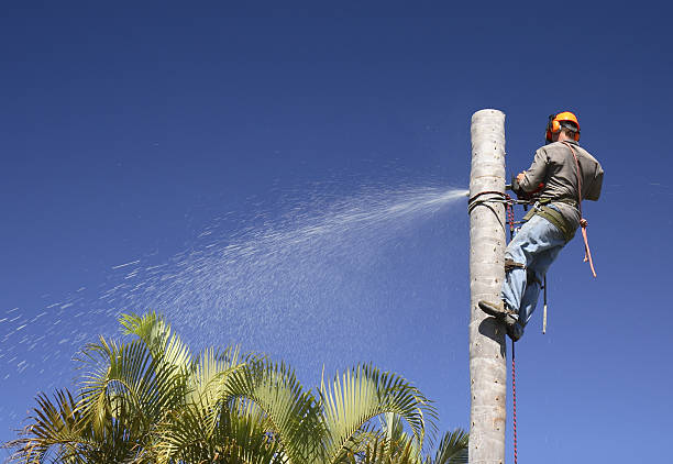 Best Lawn Pest Prevention  in El Sobrante, CA