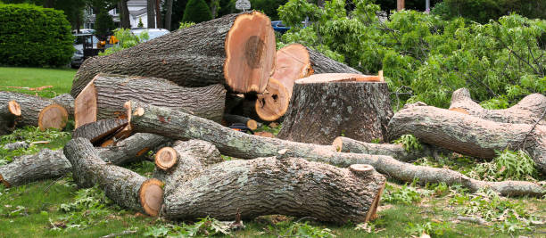 Best Hazardous Tree Removal  in El Sobrante, CA