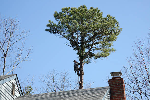 Trusted El Sobrante, CA Tree Care Experts