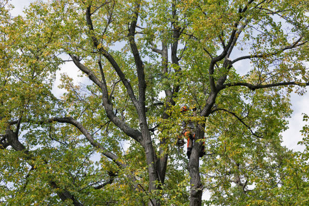 Tree and Shrub Care in El Sobrante, CA